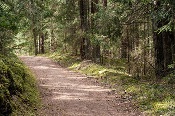beautiful gravel road footpath in the spring forest