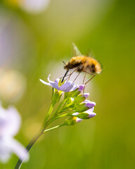 Makro Insekten