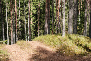 Obraz premium beautiful gravel road footpath in the spring forest
