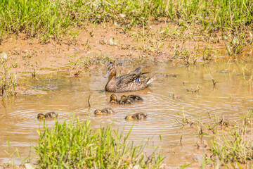 Female mallard duck and her ducklings