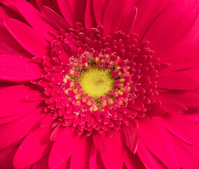 Red Gerbera jamesonii close up background red beautiful flower with macro details