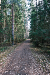 beautiful gravel road footpath in the spring forest