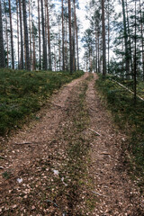 beautiful gravel road footpath in the spring forest