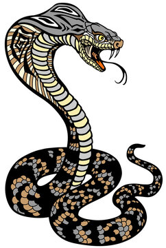 cobra poisonous snake in a defensive position. Attacking posture. Tattoo style vector illustration
