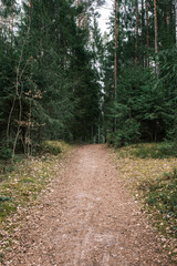 beautiful gravel road footpath in the spring forest