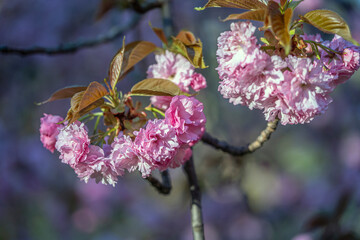 Japanese cherry tree in spring