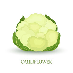 White cauliflower vegetable. Whole cauliflower isolated on white background. Organic food. Vector illustration in flat style