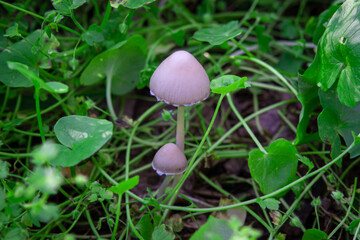 Small white mushroom among the green grass. Plants and wildlife concept
