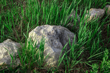 Large stone in the grass. Details of nature wallpaper.
