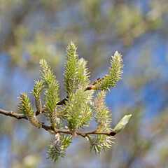 Weibliche Blüten der Salweide, Salix caprea