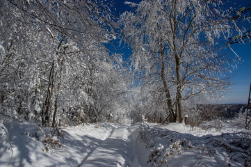 Winter snow forest trail view. Snowy winter forest road