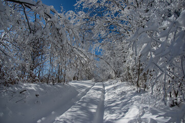 Winter snow forest trail view. Snowy winter forest road