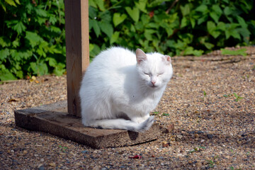 Naklejka na ściany i meble A white cat with a sore ear is basking in the sun. Pet for a walk in summer.