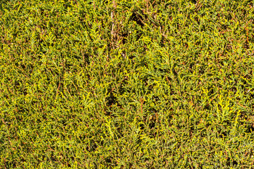 Bush in a garden