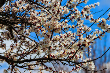 White blossom of apricot tree at spring