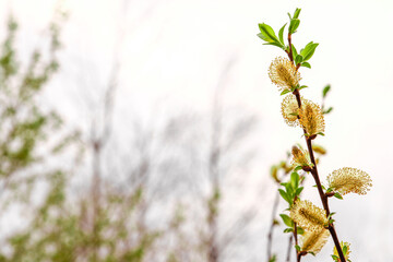 Naklejka premium Spring natural background, with space for text. The blooming willow of a warm yellow color is close-up shimmering in the sun, against the background of trees and the sky. Palm Sunday and Easter.