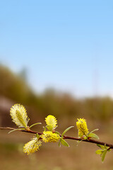 Willow on a background of blue sky and trees. The holiday is Palm Sunday or Easter. Vertical photo with space for text, postcard.