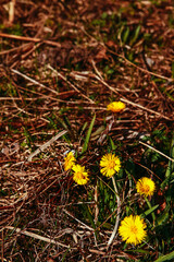 The mother-and-stepmother and dandelion flowers appeared in the spring, the first flowers after the snow. Yellow bright flowers on the background of last year's grass