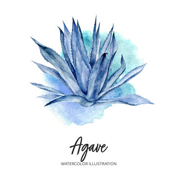 Agave Watercolor Illustration Isolated On Splash Background