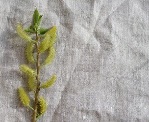 willow branch in a vase on a gray drapery

