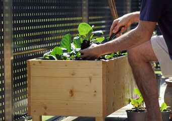 Planting fresh green vegetables on a wooden raised bed on a balcony garden.