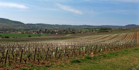 Fototapeta na wymiar Paysage viticole et milieu rural.