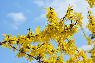 Forsythia blooms in nature.