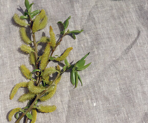 willow branch in a vase on a gray drapery
