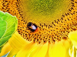 Nahaufnahme Sonnenblume