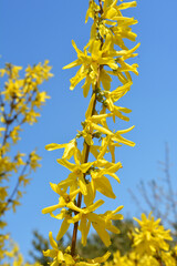 Fototapeta na wymiar Forsythia blooms in nature.