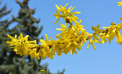 Forsythia blooms in nature.
