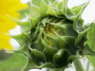 Nahaufnahme Sonnenblume