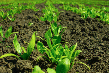 Small spinach bushes that grow on a bed in the country. 