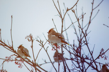 Bullfinch birds sit on branches in winter weather. Side view from afar