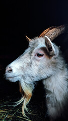portrait of a goat