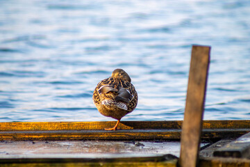 duck resting