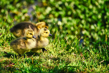 Baby Canadian geese goslings playing beside a lake in the sunshine.