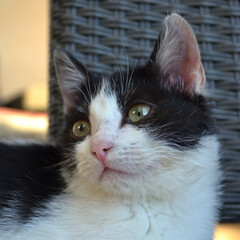 Close-up portrait of a black and white kitten