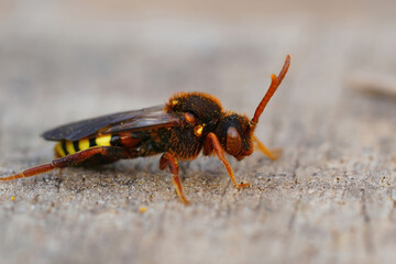Closeup of a colorful Lathbury's nomad bee, Nomada lathburiana a cucko bee or nest parasite of the grey-backed mining bee , Andrena vaga