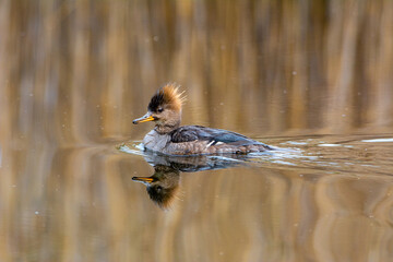 Duck on a lake in spring in the Canadian forest, Quebec