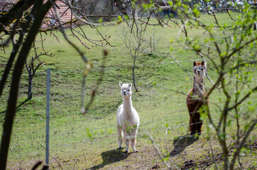 Alpakas auf der Weide im Frühling