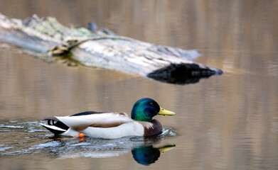 Duck on a lake in spring in the Canadian forest, Quebec