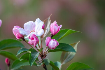 Fototapeta premium Fresh pink flowers of a blossoming apple tree with blured background
