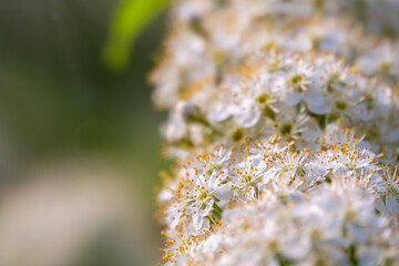 White cherry flowers. The branches of a blossoming Cherry tree with white flowers.