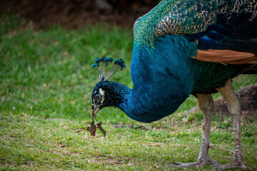Obraz premium peacock with big feathers in a park. peacock in zoo, colorful peacock