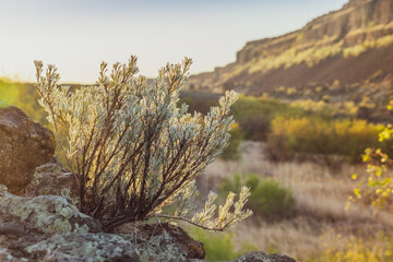 Sage Brush in the Morning Light - Sunrise at Sun Lakes State Park, Washington
