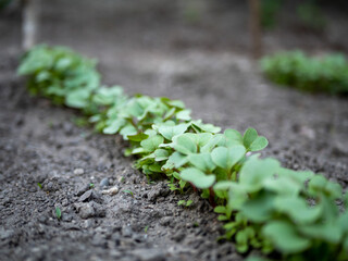 jeunes pousses de Radis