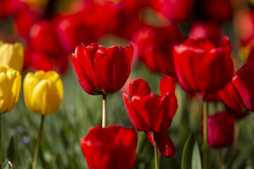 Rote tulpen und eine gelbe blume