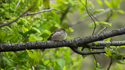 sparrow bird resting on a beautiful green tree.