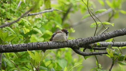 bird resting on a beautiful green tree.